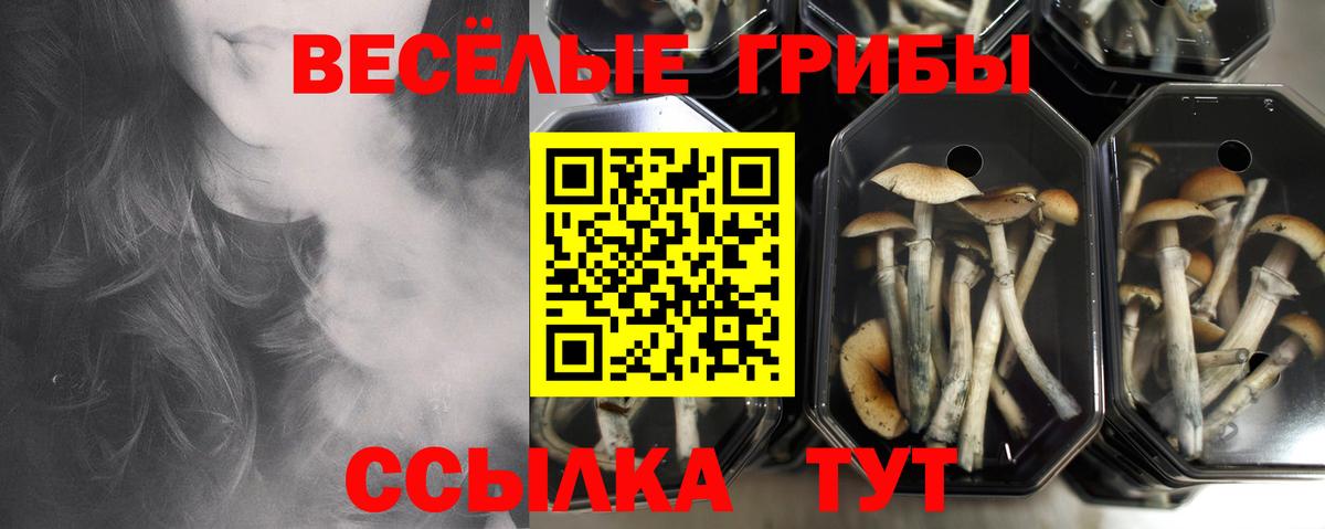 Галлюциногенные грибы GOLDEN TEACHER  продажа наркотиков  Усть-Кут  Вход с VPN 